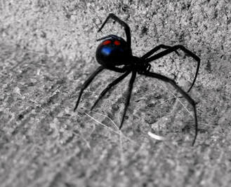 Black Widow Infestation and Removal in Garage