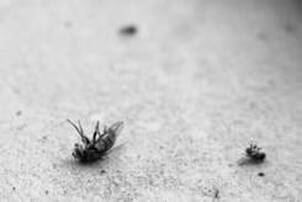 Fly Infestation in Your Backyard and Home