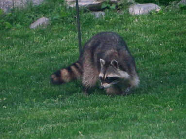Raccoon Removal in Rohnert Park